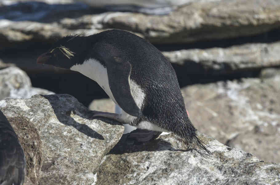 Pingüino Rockhopper - islas Falkland o Malvinas 05